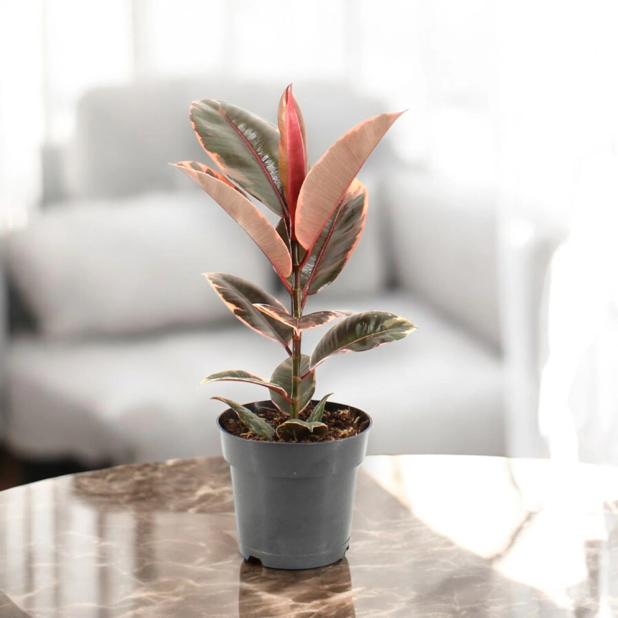 Dettaglio foglie variegate Ficus elastica Belize con sfumature rosa, crema e verde intenso