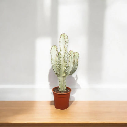 Euphorbia ingens
