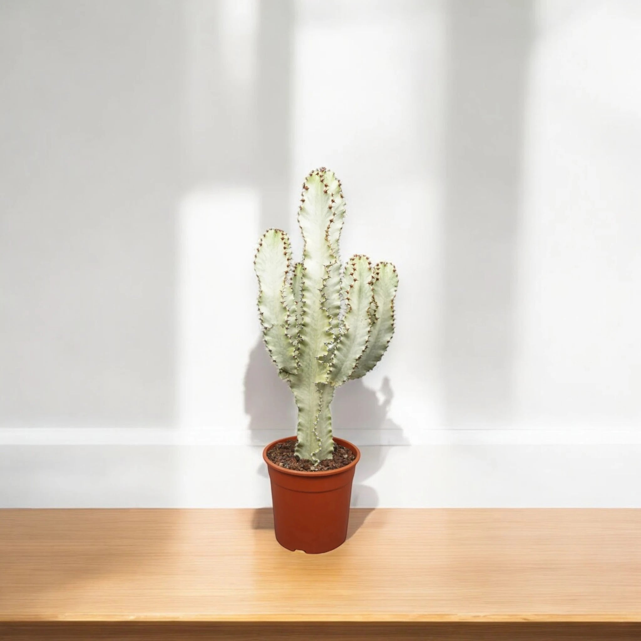 Euphorbia ingens variegata