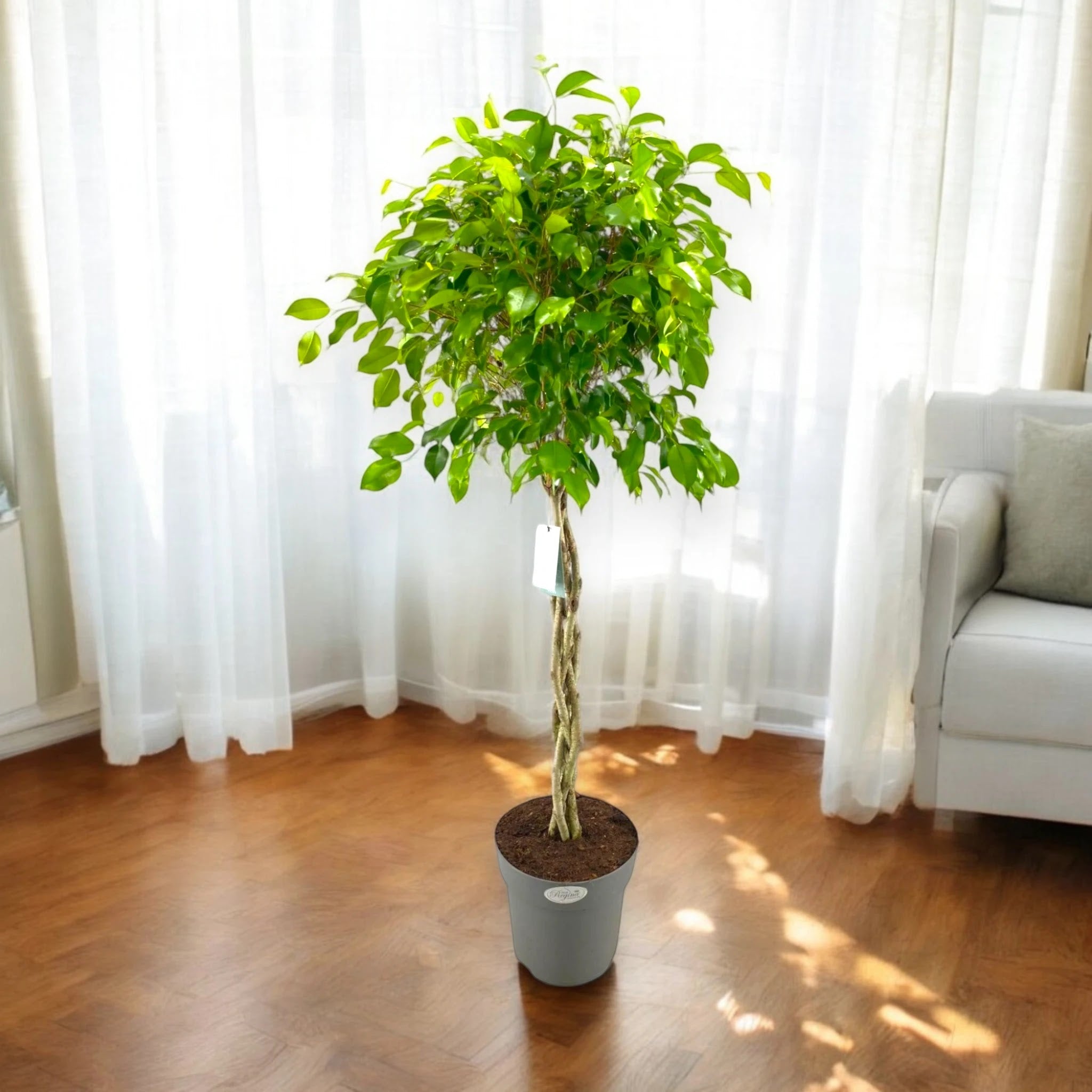 Ficus benjamina 'Exotica'