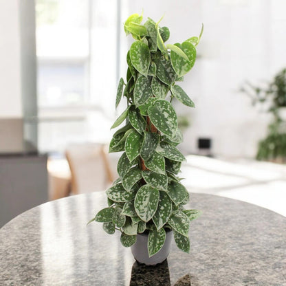 Scindapsus pictus 'Silvery Ann'