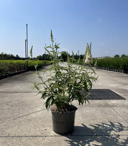 Dettaglio fiori bianchi profumati Buddleja White Profusion con farfalla che si nutre di nettare
