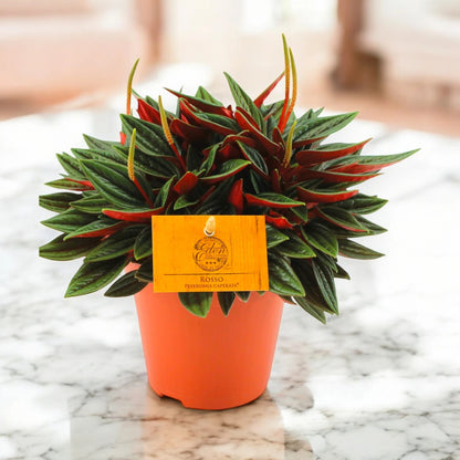 Peperomia caperata Rosso