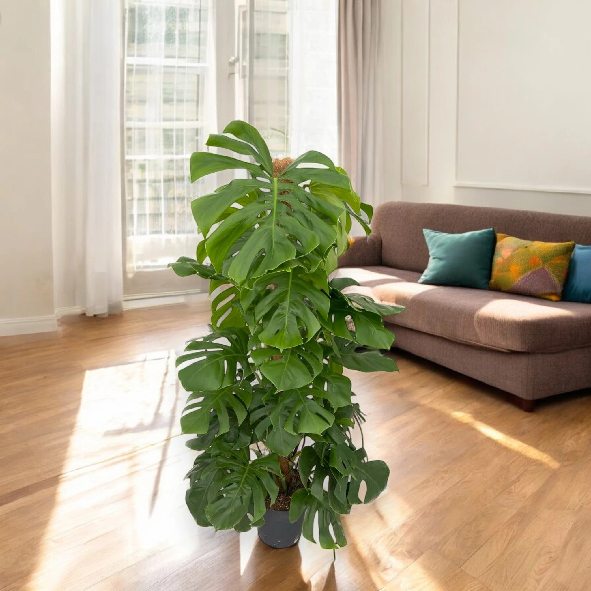 Monstera deliciosa