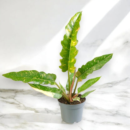 Philodendron ring of Fire