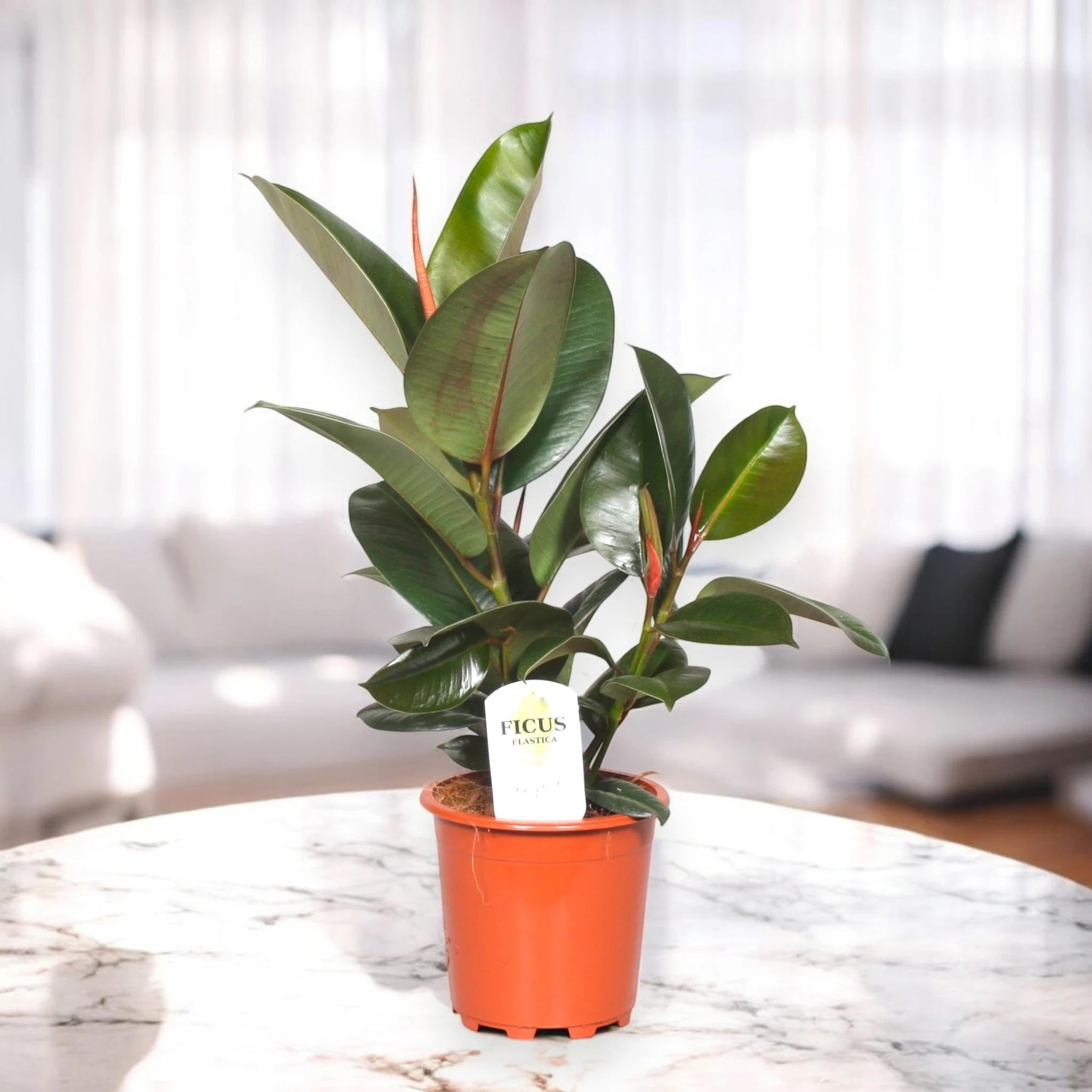 Ficus elastica 'Robusta'