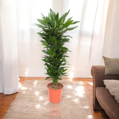 Dracaena fragrans 'Janet Lind'