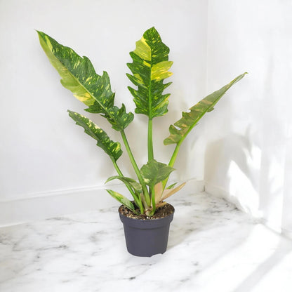 Philodendron ring of Fire