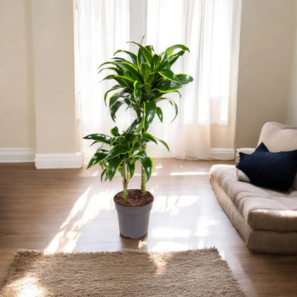 Dracaena fragrans 'Dorado'