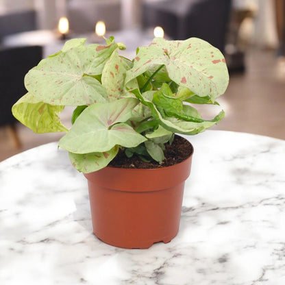 Syngonium 'Milk confetti'