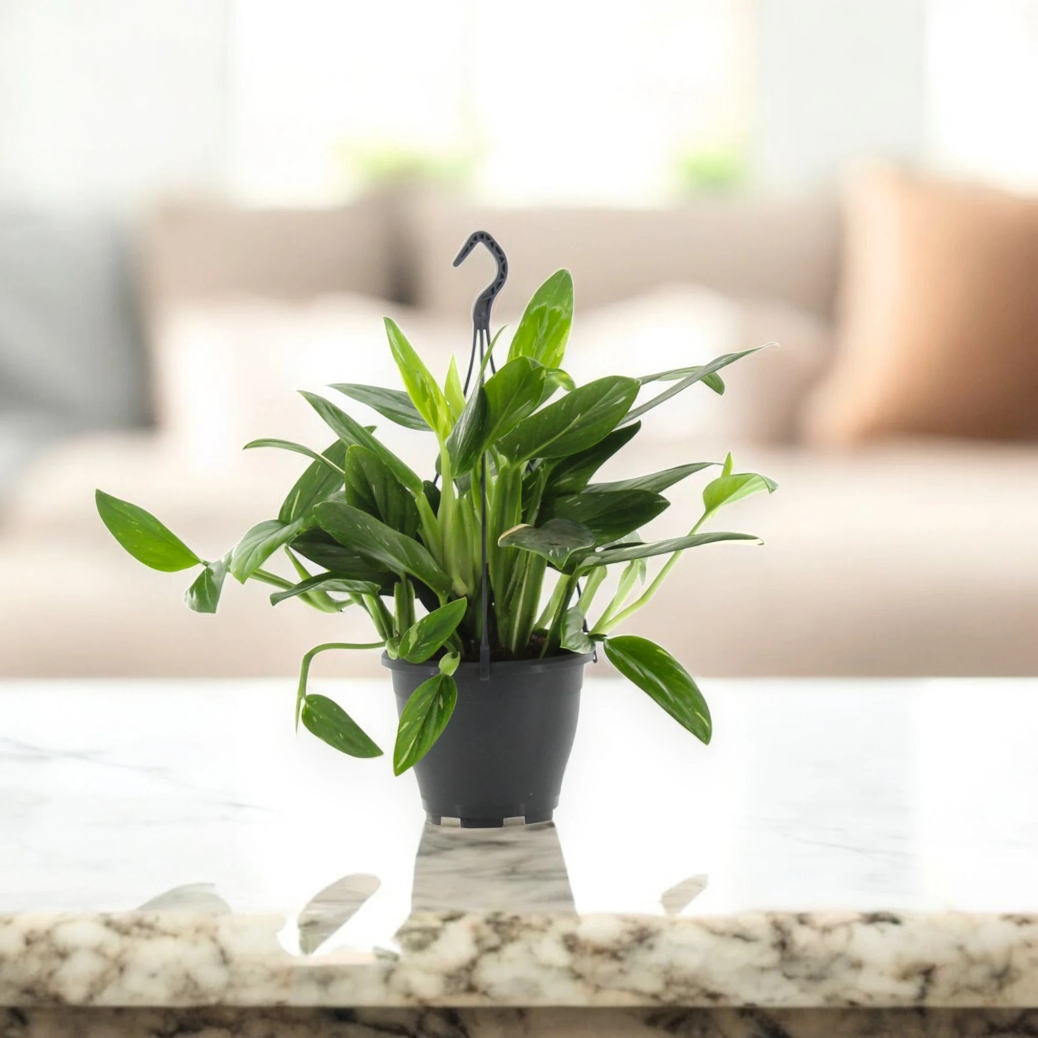 Philodendron 'Cobra'