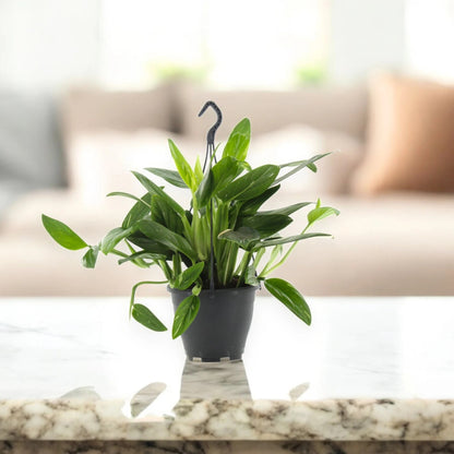 Philodendron 'Cobra'