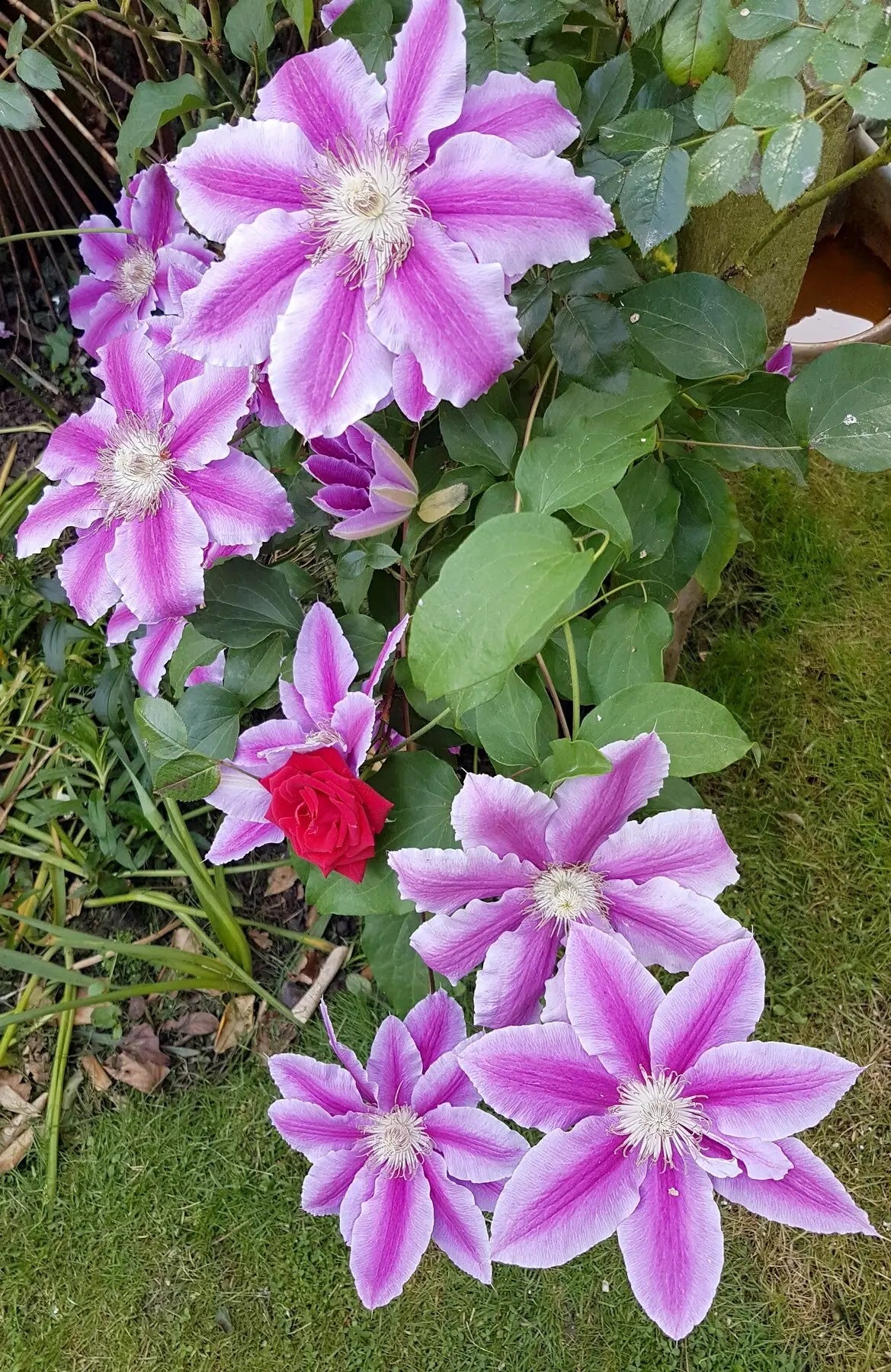 Clematis 'Nelly Moser'