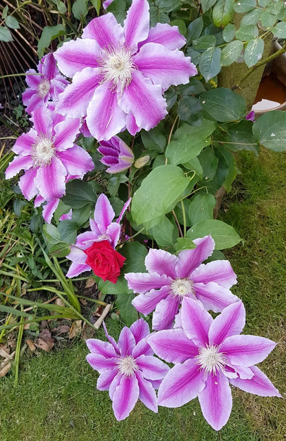Clematis 'Nelly Moser'