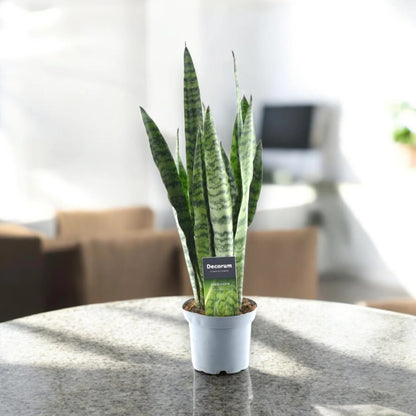 Sansevieria zeylanica in vaso, pianta serpente con foglie verdi marmorizzate erette
