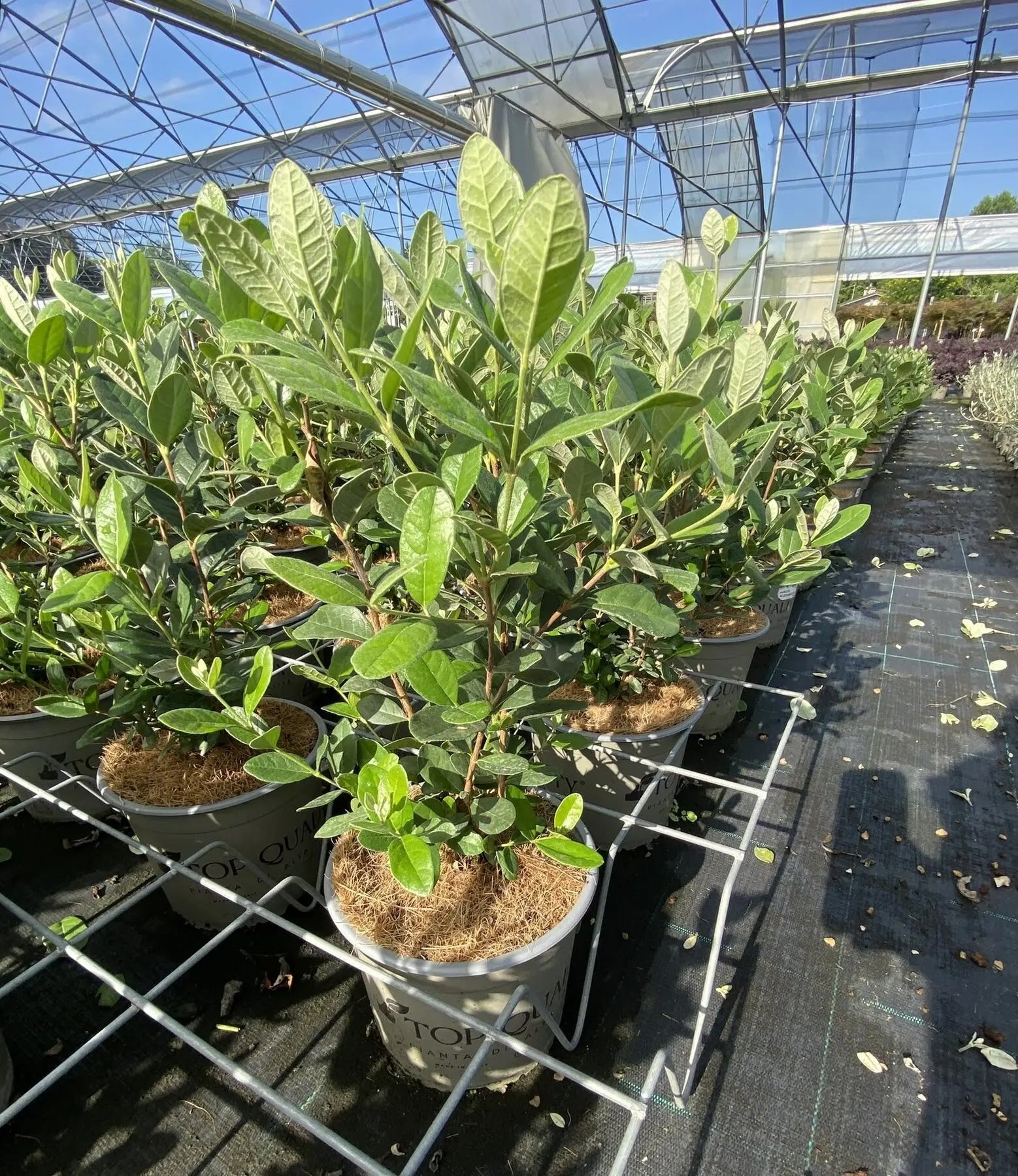 Fiori rossi di Feijoa sellowiana con lunghi stami rossi e petali rosso porpora