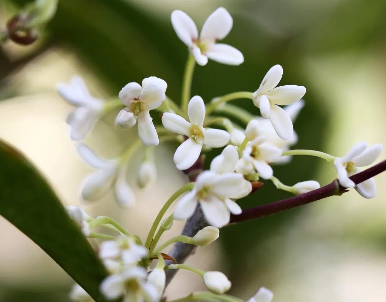Osmanthus fragrans arbusto sempreverde con fogliame verde intenso e portamento eretto in giardino