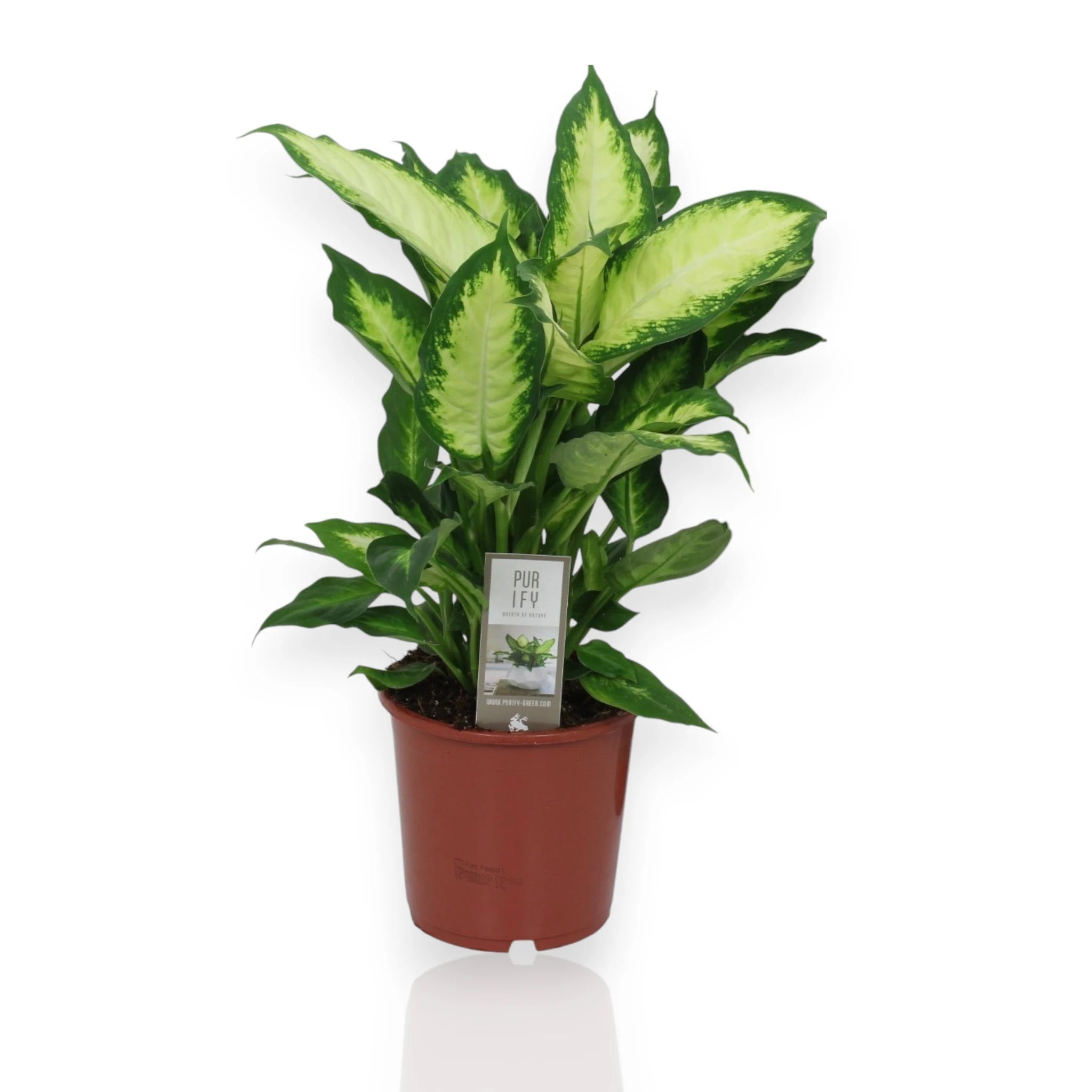 Dettaglio foglia Dieffenbachia Camilla con variegature bianco-crema e margini verdi