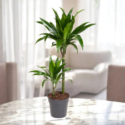 Dracaena fragrans 'Janet craig'