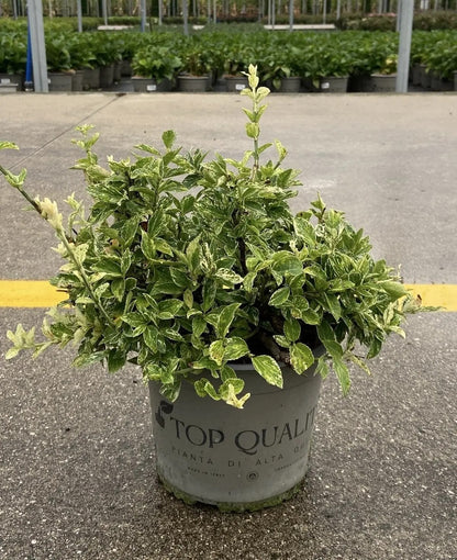 Dettaglio foglie Euonymus fortunei Harlequin con screziature bianco crema su verde scuro