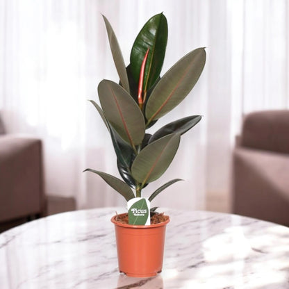 Ficus elastica 'Abidjan'