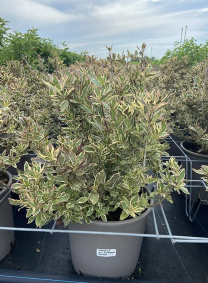 Weigela florida 'Monet'