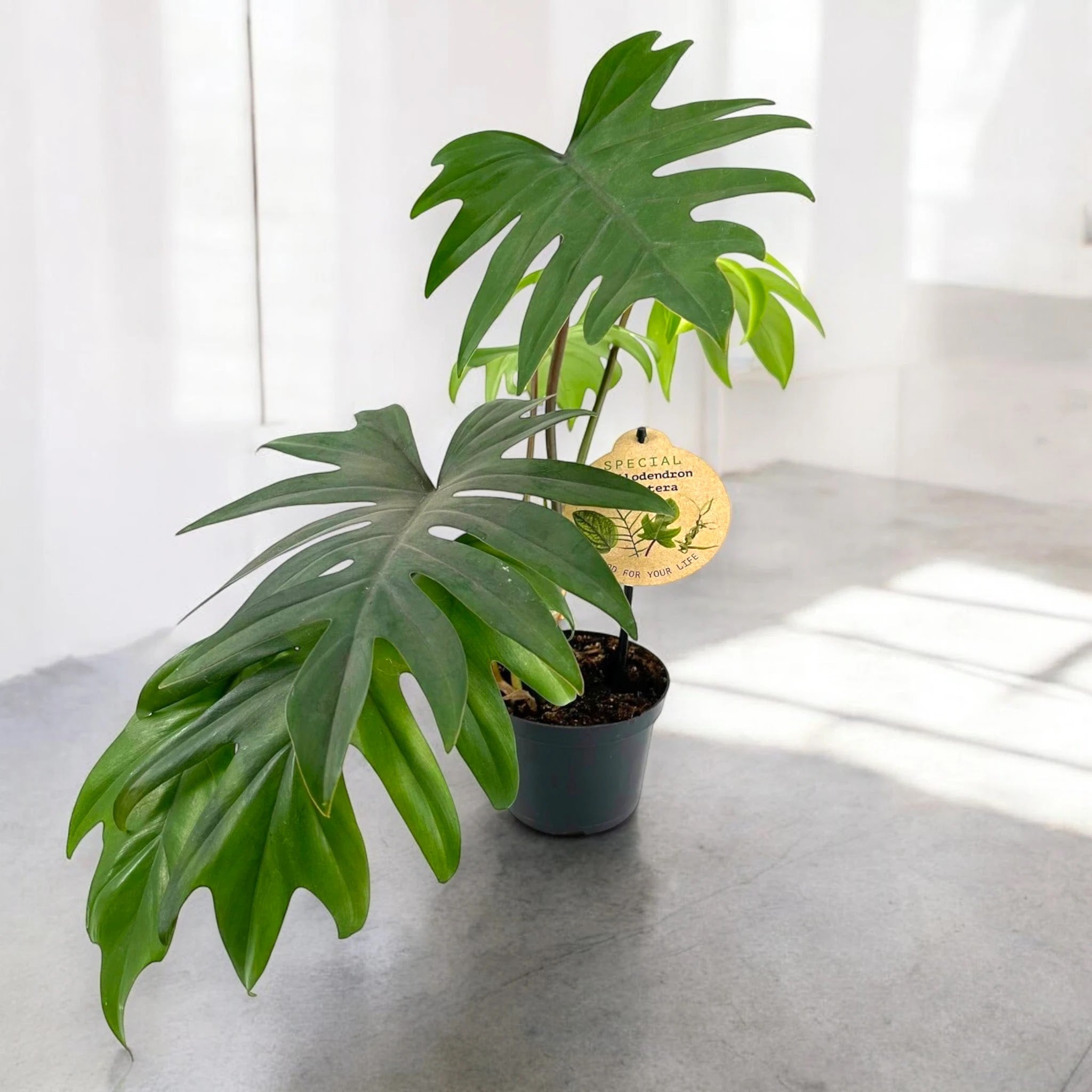 Philodendron 'Mayoi'