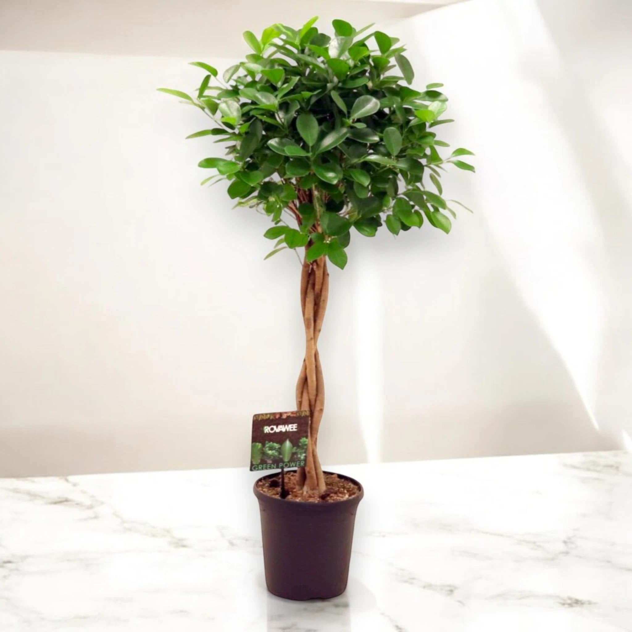 Ficus microcarpa 'Moclame'