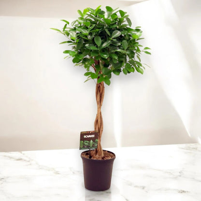 Ficus microcarpa 'Moclame'