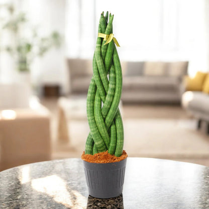 Sansevieria cylindrica 'Twister'