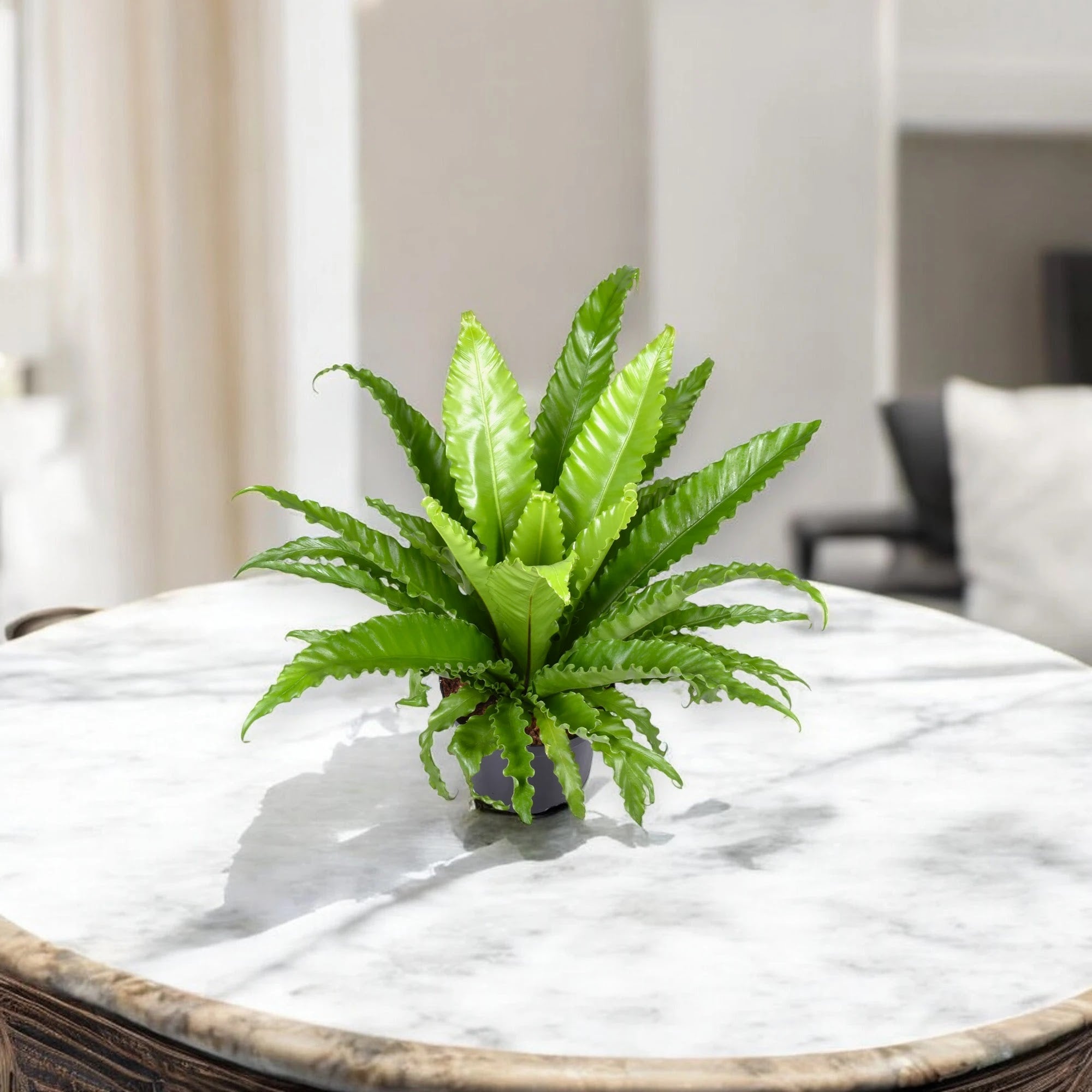 Asplenium antiquum 'Osaka'