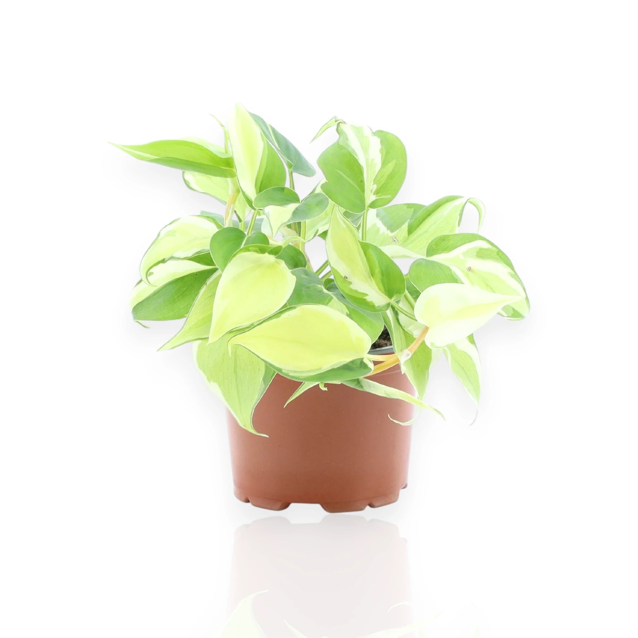 Philodendron scandens