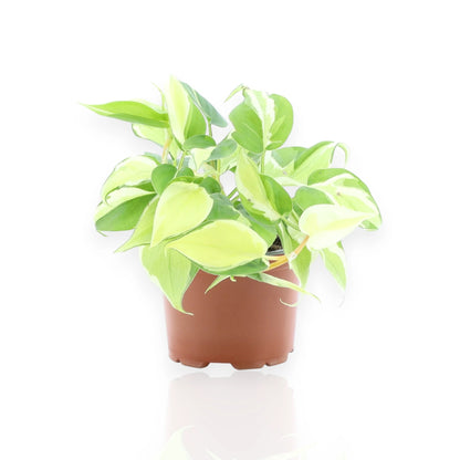 Philodendron scandens Rio con foglie cuoriformi variegate giallo-verde in vaso bianco da interno