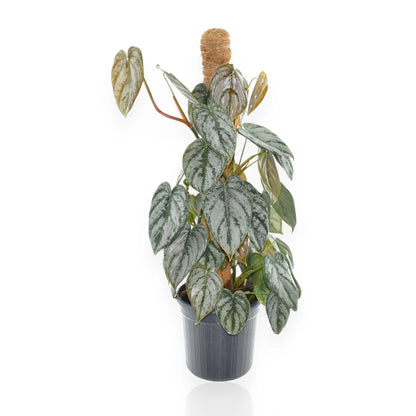Philodendron brandtianum con foglie cuoriformi argentate in vaso, pianta rampicante da appartamento