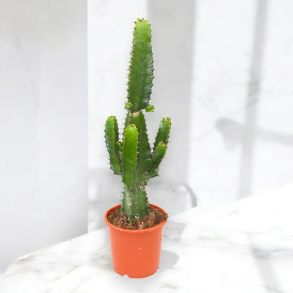 Euphorbia acrurensis