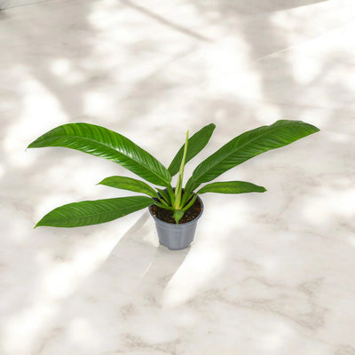 Philodendron 'Campii'
