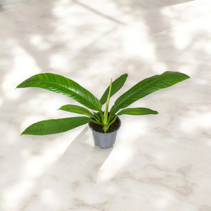 Philodendron 'Campii'