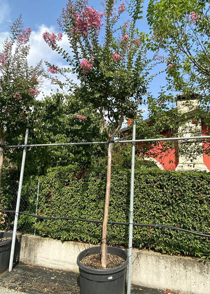 Lagerstroemia indica 'Rosea'