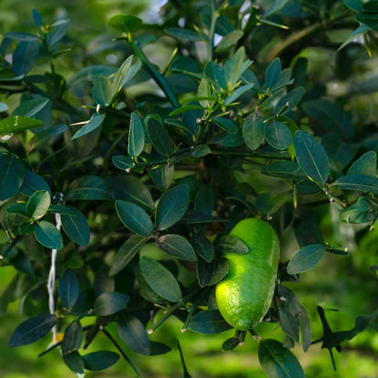 Nandina domestica 'Lemon-Lime'