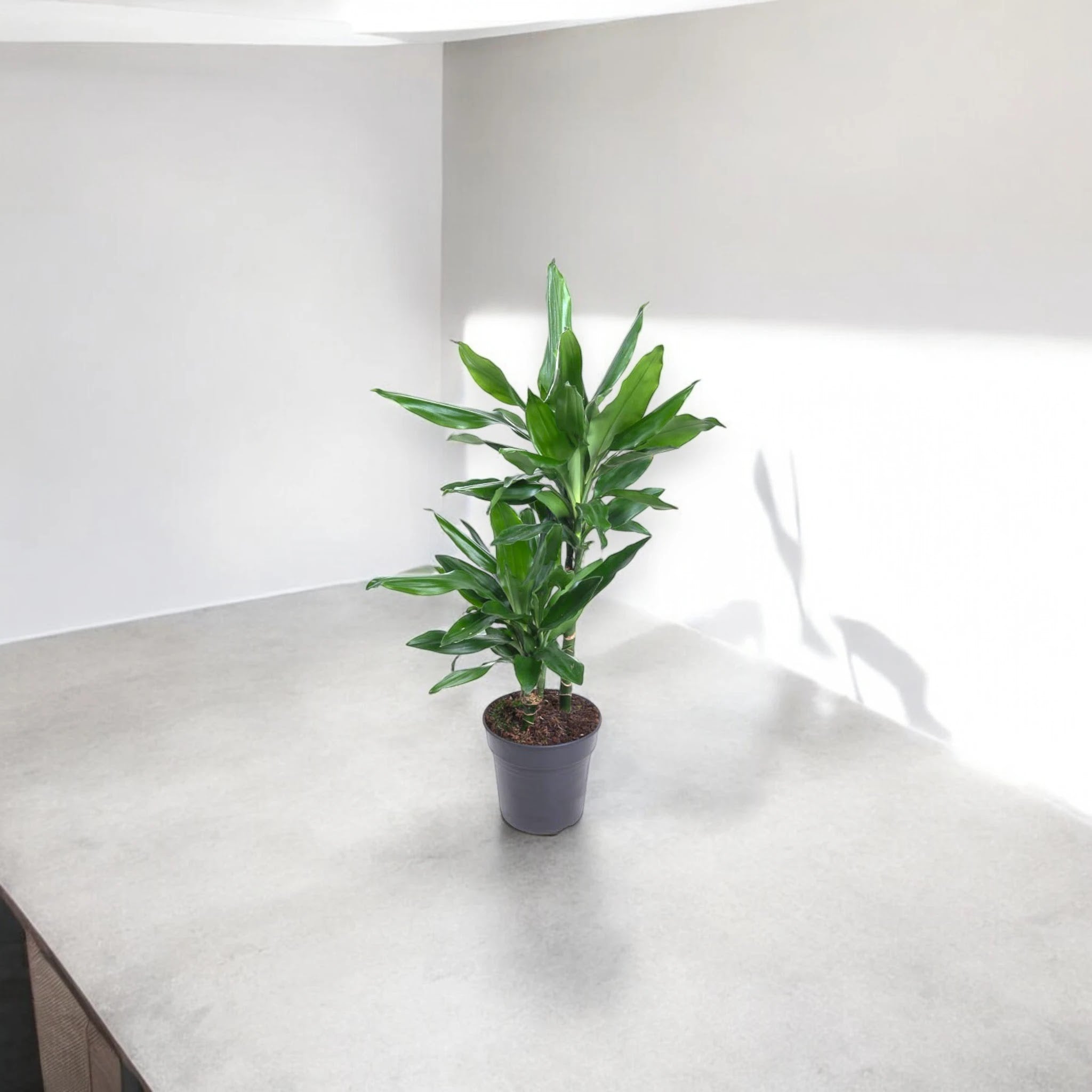 Dracaena fragrans 'Janet Lind'