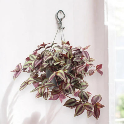 Tradescantia zebrina Violet