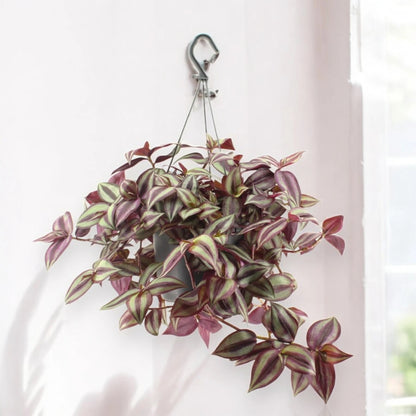 Tradescantia zebrina Violet