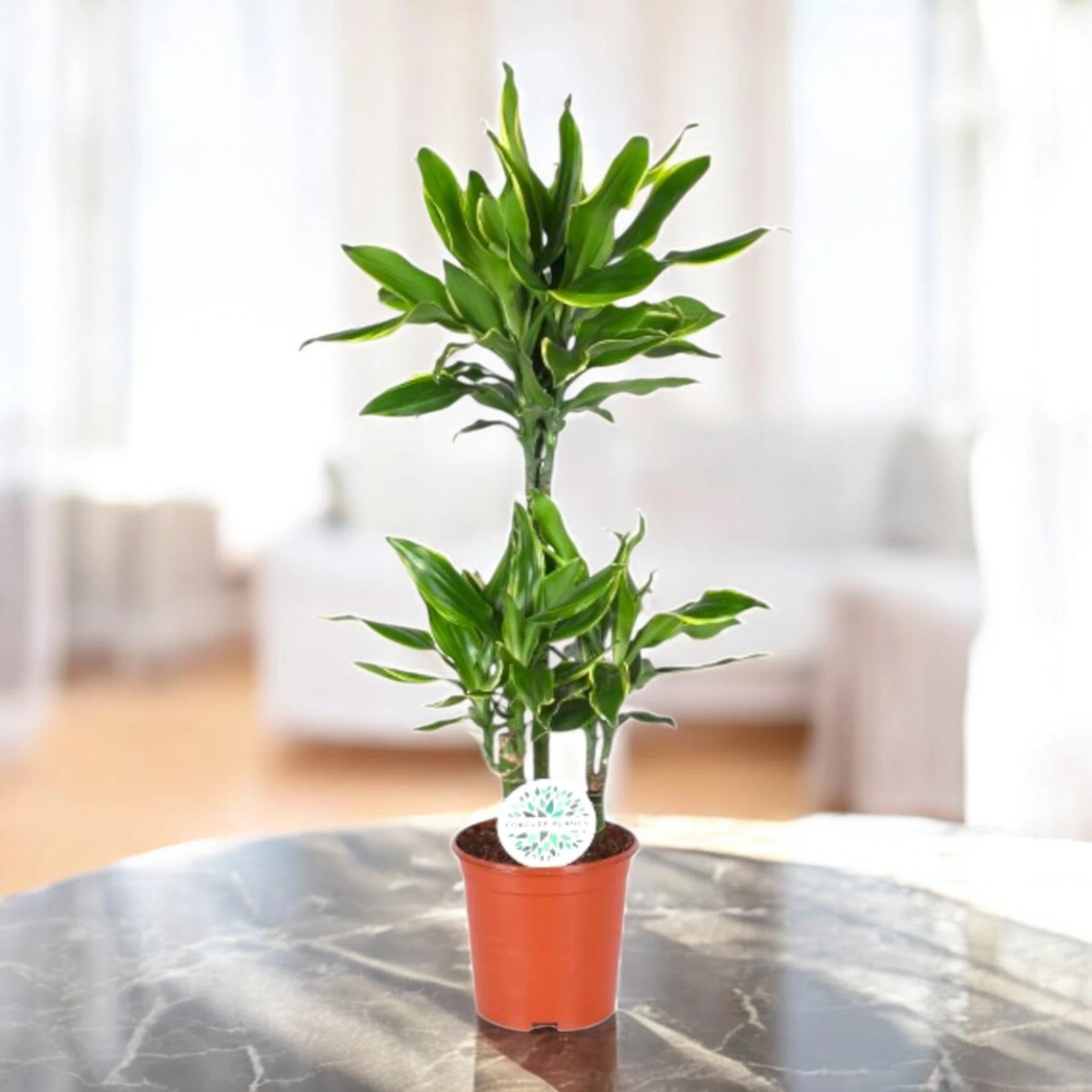 Dracaena fragrans 'Golden coast'