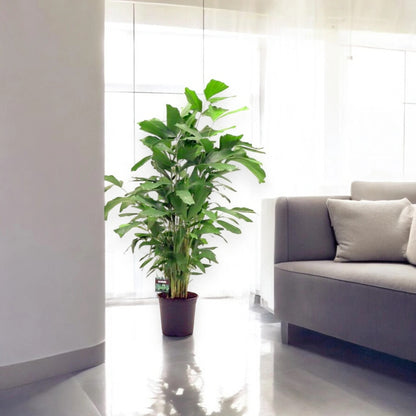 Caryota mitis