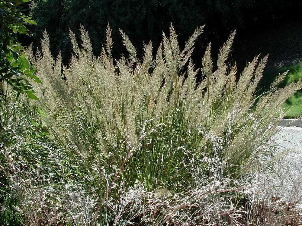 Dettaglio delle infiorescenze setose di Calamagrostis brachytricha in tonalità rosa-bronzata