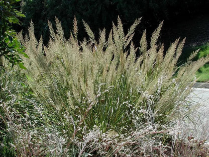 Dettaglio delle infiorescenze setose di Calamagrostis brachytricha in tonalità rosa-bronzata