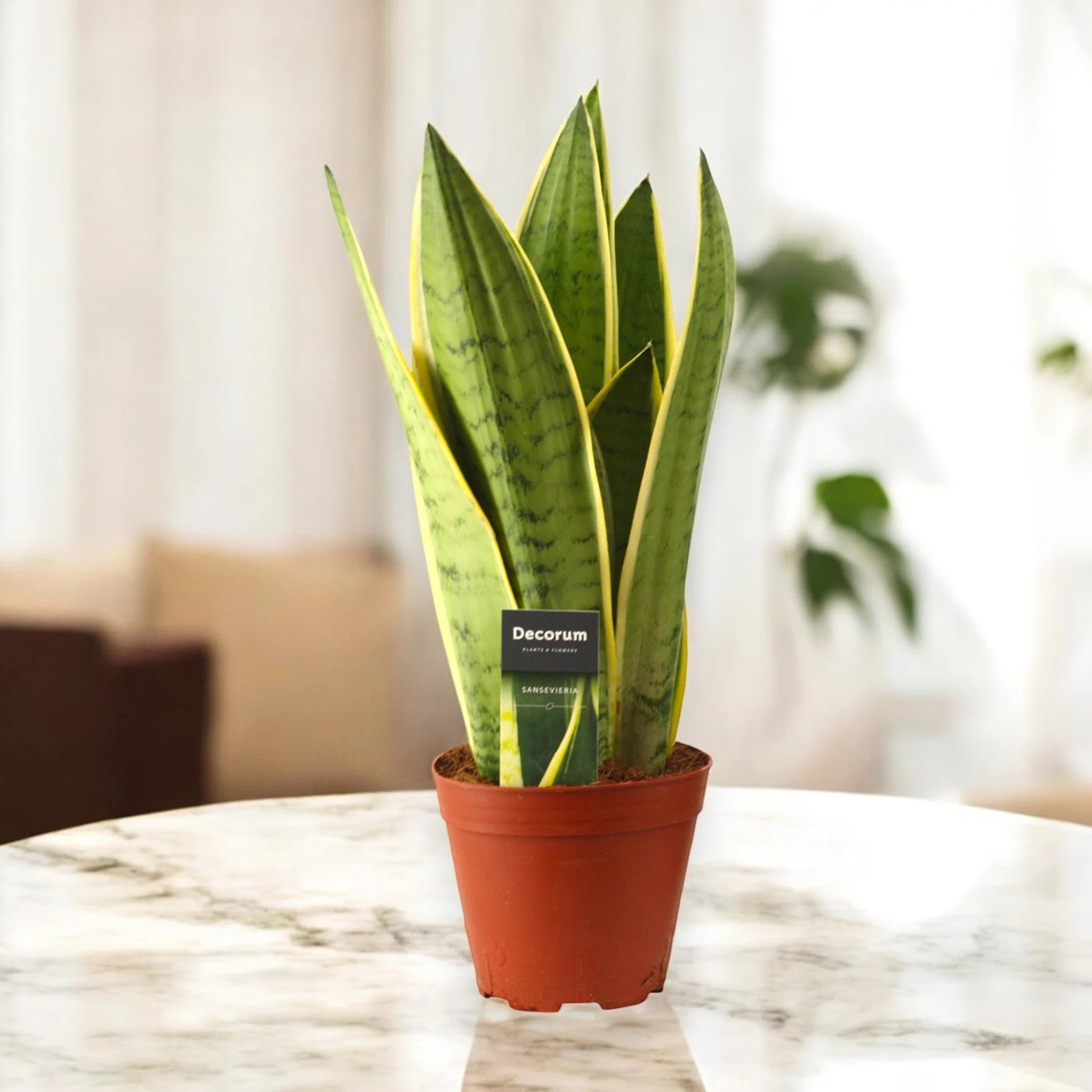 Sansevieria trifasciata 'White Snow'