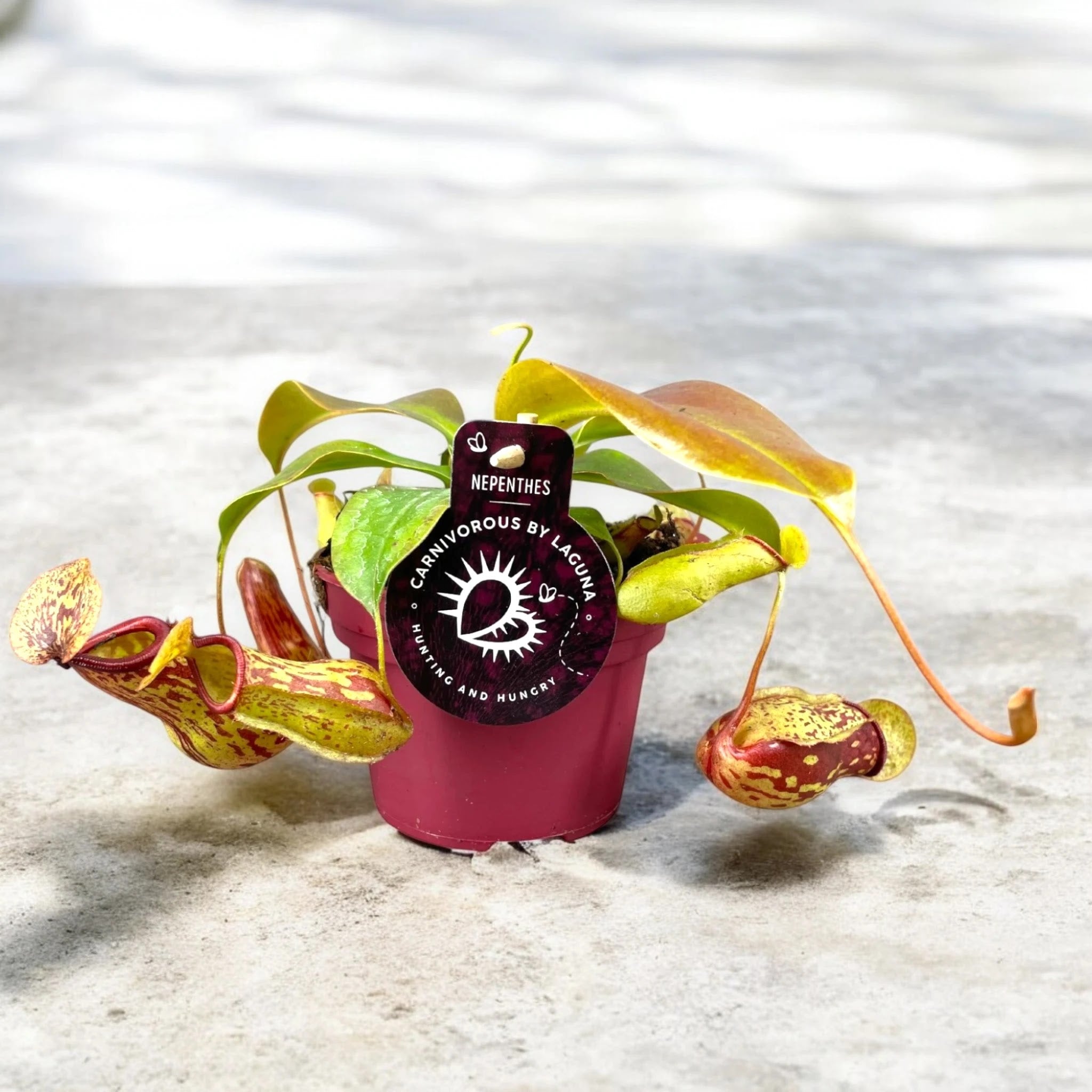 Nepenthes 'Gaya'