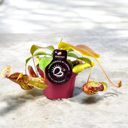 Nepenthes 'Gaya'
