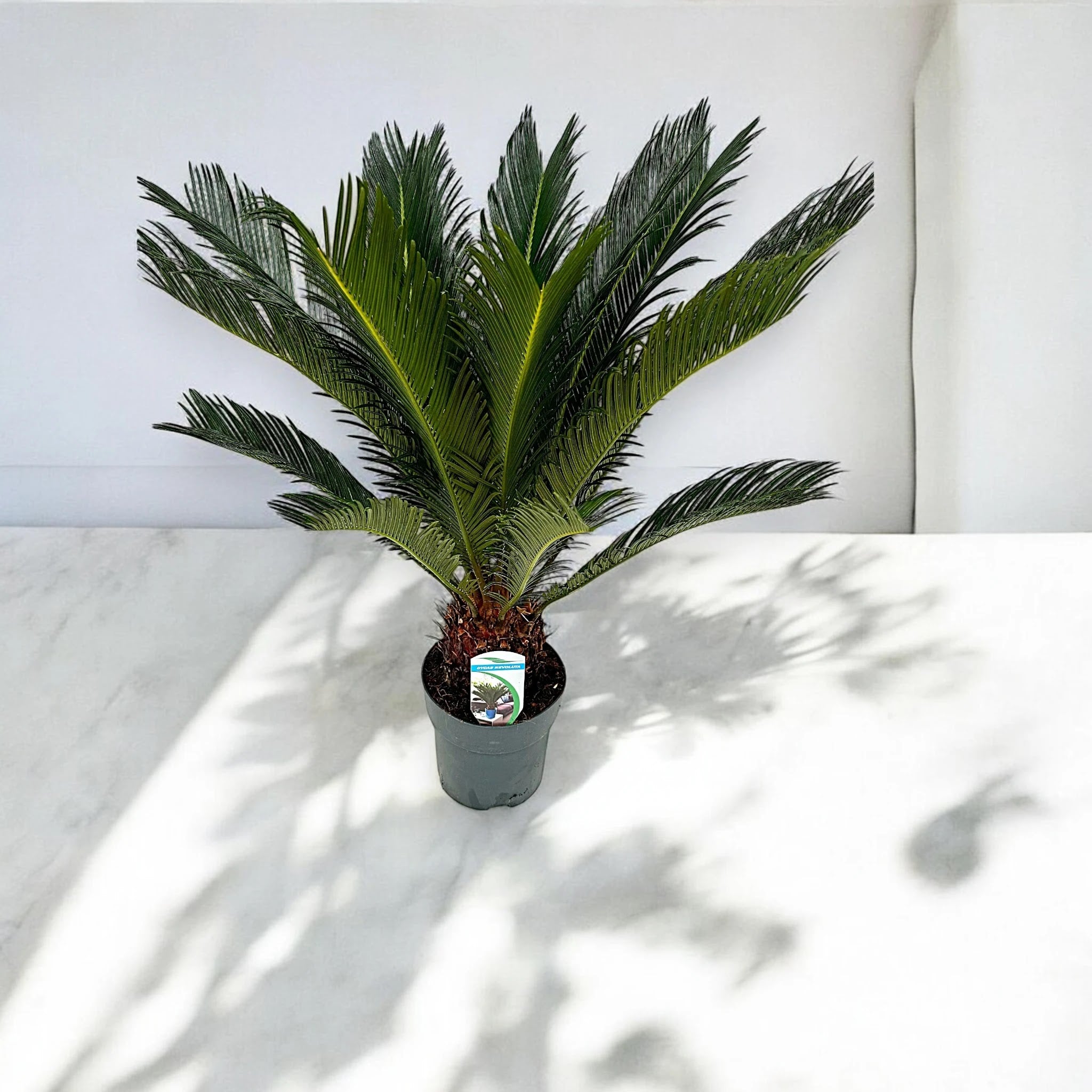 Cycas revoluta